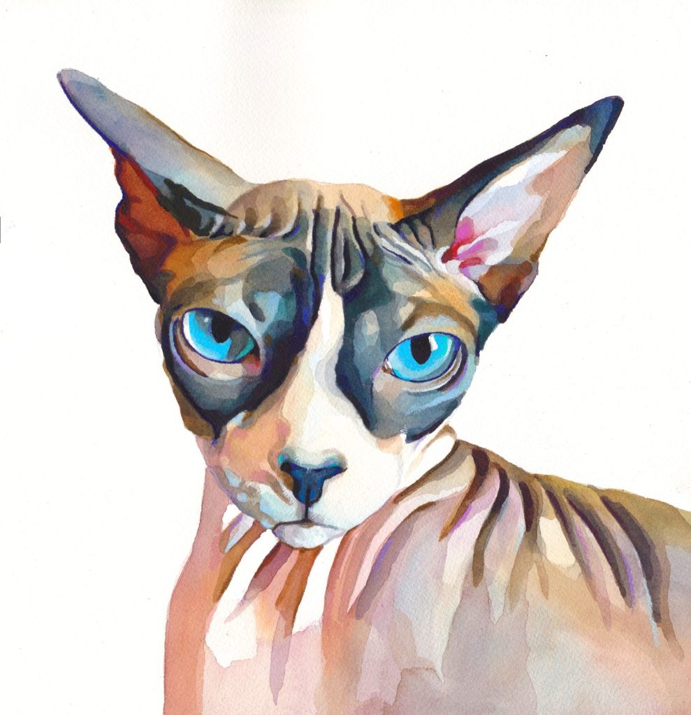 Hand painted pet portrait of Sphynx cat with lots of colours and big blue eyes